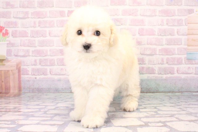 大阪府のトイプードル(ティーカップ) (Coo&RIKU梅田店/2025年11月8日生まれ/男の子/ホワイト)の子犬の3枚目の画像