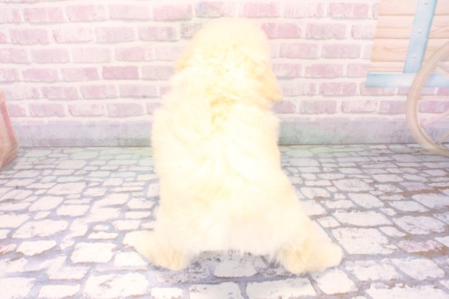 大阪府のトイプードル(ティーカップ) (Coo&RIKU梅田店/2025年11月8日生まれ/男の子/ホワイト)の子犬の4枚目の画像