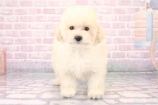 大阪府のトイプードル(ティーカップ) (Coo&RIKU心斎橋店/2025年11月8日生まれ/女の子/ホワイト)の子犬の1枚目の画像