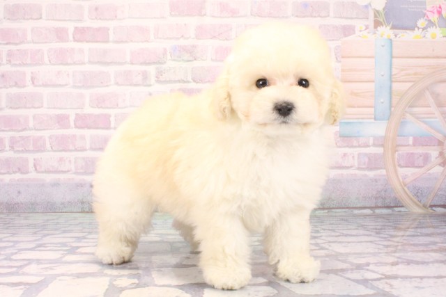 大阪府のトイプードル(ティーカップ) (Coo&RIKU心斎橋店/2025年11月8日生まれ/女の子/ホワイト)の子犬の2枚目の画像