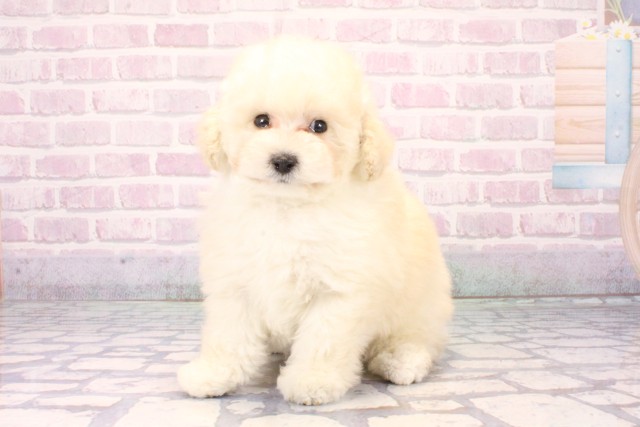 大阪府のトイプードル(ティーカップ) (Coo&RIKU心斎橋店/2025年11月8日生まれ/女の子/ホワイト)の子犬の3枚目の画像