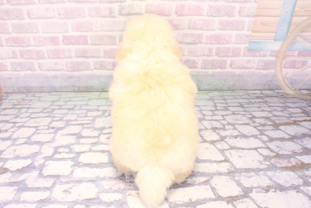 大阪府のトイプードル(ティーカップ) (Coo&RIKU心斎橋店/2025年11月8日生まれ/女の子/ホワイト)の子犬の4枚目の画像