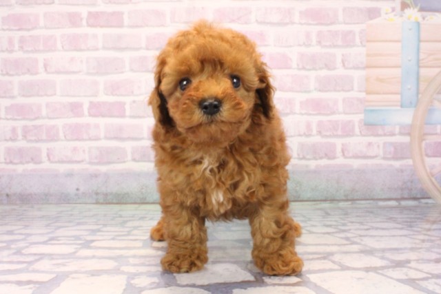 大阪府のトイプードル(トイ) (Coo&RIKU高槻店/2025年11月4日生まれ/男の子/レッドフォーン)の子犬の1枚目の画像