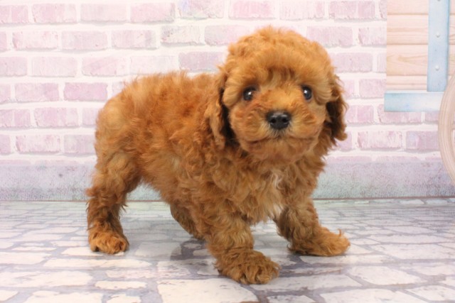 大阪府のトイプードル(トイ) (Coo&RIKU高槻店/2025年11月4日生まれ/男の子/レッドフォーン)の子犬の2枚目の画像