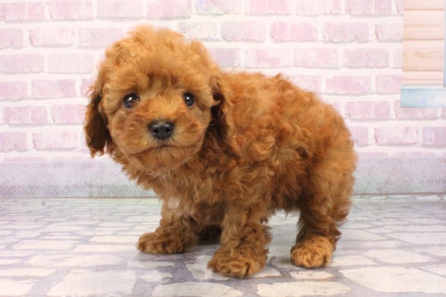 大阪府のトイプードル(トイ) (Coo&RIKU高槻店/2025年11月4日生まれ/男の子/レッドフォーン)の子犬の3枚目の画像