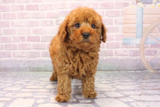 大阪府のトイプードル(トイ) (Coo&RIKU和泉店/2025年11月8日生まれ/男の子/オレンジフォーン)の子犬の1枚目の画像