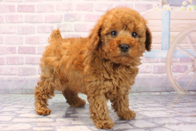 大阪府のトイプードル(トイ) (Coo&RIKU和泉店/2025年11月8日生まれ/男の子/オレンジフォーン)の子犬の2枚目の画像