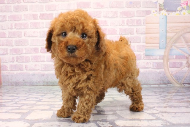 大阪府のトイプードル(トイ) (Coo&RIKU和泉店/2025年11月8日生まれ/男の子/オレンジフォーン)の子犬の3枚目の画像