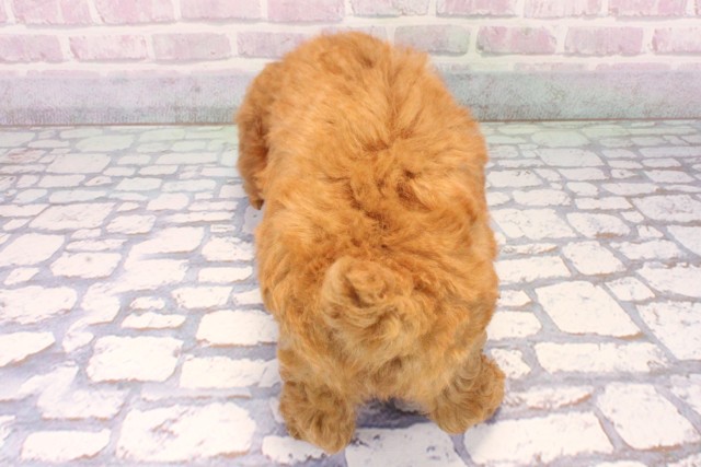 大阪府のトイプードル(トイ) (Coo&RIKU和泉店/2025年11月8日生まれ/男の子/オレンジフォーン)の子犬の4枚目の画像