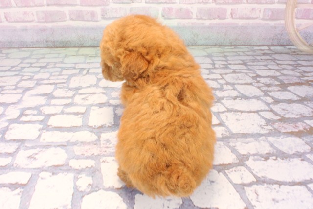 兵庫県のトイプードル(トイ) (Coo&RIKU尼崎店/2025年11月9日生まれ/女の子/オレンジフォーン)の子犬の4枚目の画像