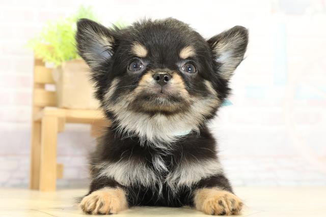 愛知県のチワワ(ロング) (Coo&RIKU名古屋滝ノ水店/2025年11月2日生まれ/男の子/ブラッククリーム)の子犬の1枚目の画像