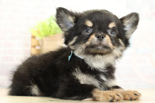 愛知県のチワワ(ロング) (Coo&RIKU名古屋滝ノ水店/2025年11月2日生まれ/男の子/ブラッククリーム)の子犬の2枚目の画像