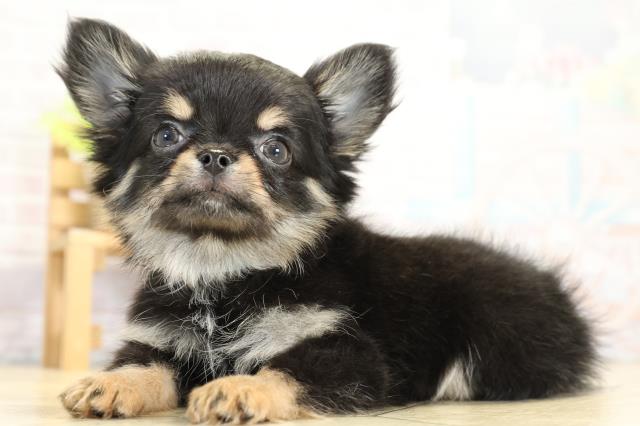 愛知県のチワワ(ロング) (Coo&RIKU名古屋滝ノ水店/2025年11月2日生まれ/男の子/ブラッククリーム)の子犬の3枚目の画像