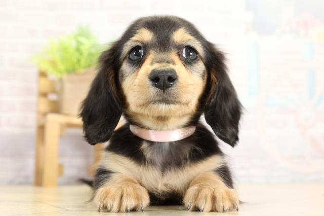 三重県のミニチュアダックスフンド(ロング) (Coo&RIKU四日市店/2025年11月2日生まれ/女の子/ブラックタン)の子犬の1枚目の画像