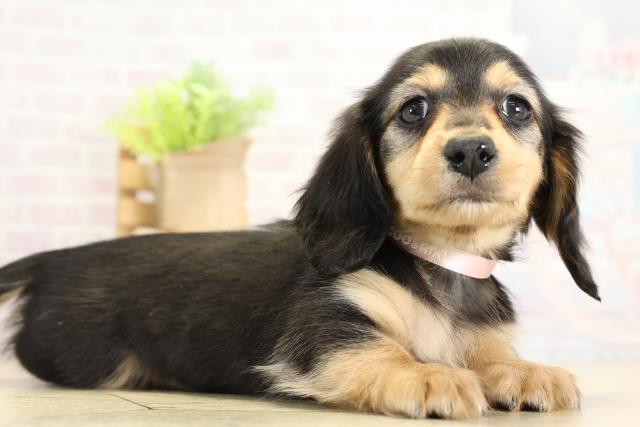 三重県のミニチュアダックスフンド(ロング) (Coo&RIKU四日市店/2025年11月2日生まれ/女の子/ブラックタン)の子犬の2枚目の画像