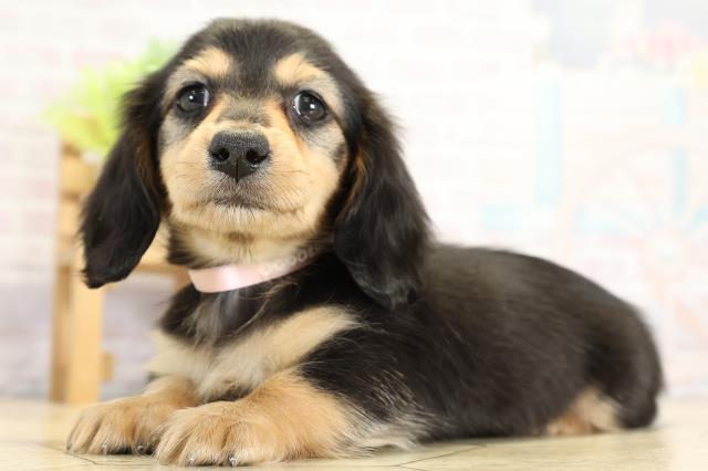 三重県のミニチュアダックスフンド(ロング) (Coo&RIKU四日市店/2025年11月2日生まれ/女の子/ブラックタン)の子犬の3枚目の画像