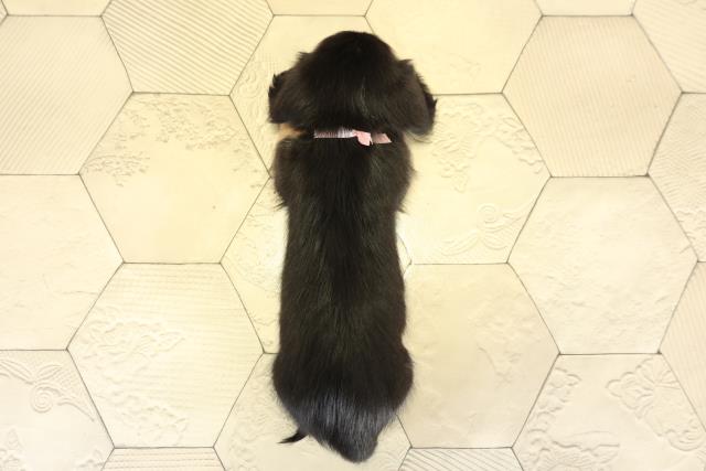 三重県のミニチュアダックスフンド(ロング) (Coo&RIKU四日市店/2025年11月2日生まれ/女の子/ブラックタン)の子犬の4枚目の画像