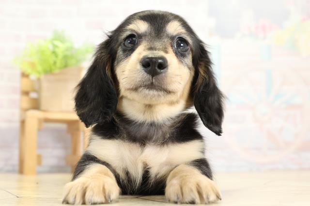 愛知県のミニチュアダックスフンド(ロング) (Coo&RIKU名古屋中川店/2025年11月2日生まれ/男の子/ブラックイエロー)の子犬の1枚目の画像