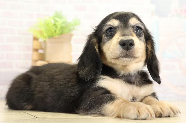 愛知県のミニチュアダックスフンド(ロング) (Coo&RIKU名古屋中川店/2025年11月2日生まれ/男の子/ブラックイエロー)の子犬の2枚目の画像