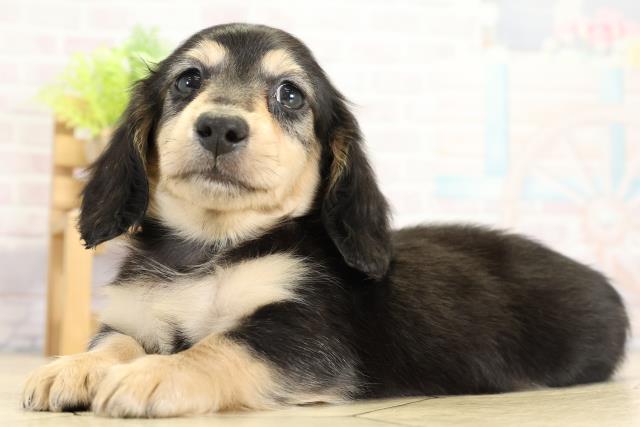 愛知県のミニチュアダックスフンド(ロング) (Coo&RIKU名古屋中川店/2025年11月2日生まれ/男の子/ブラックイエロー)の子犬の3枚目の画像