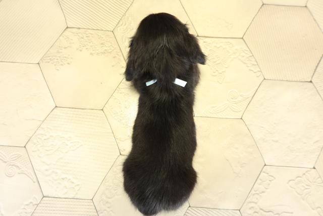 愛知県のミニチュアダックスフンド(ロング) (Coo&RIKU名古屋中川店/2025年11月2日生まれ/男の子/ブラックイエロー)の子犬の4枚目の画像