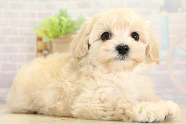 愛知県のハーフ犬・ミックス犬 (Coo&RIKU名古屋中川店/2025年11月8日生まれ/男の子/クリーム)の子犬の2枚目の画像