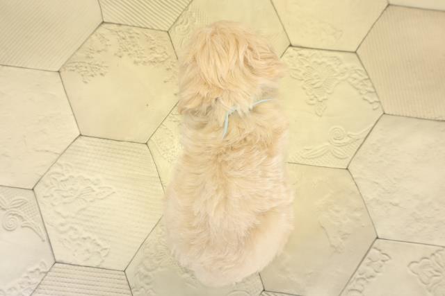 愛知県のハーフ犬・ミックス犬 (Coo&RIKU名古屋中川店/2025年11月8日生まれ/男の子/クリーム)の子犬の4枚目の画像