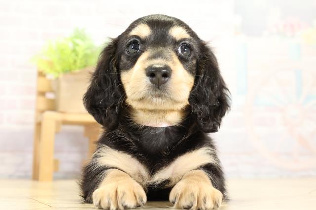 愛知県のミニチュアダックスフンド(ロング) (Coo&RIKU半田店/2025年11月9日生まれ/女の子/ブラックタン)の子犬の1枚目の画像