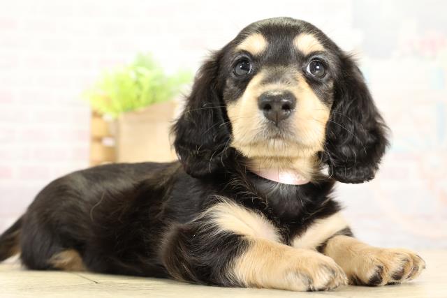 愛知県のミニチュアダックスフンド(ロング) (Coo&RIKU半田店/2025年11月9日生まれ/女の子/ブラックタン)の子犬の2枚目の画像