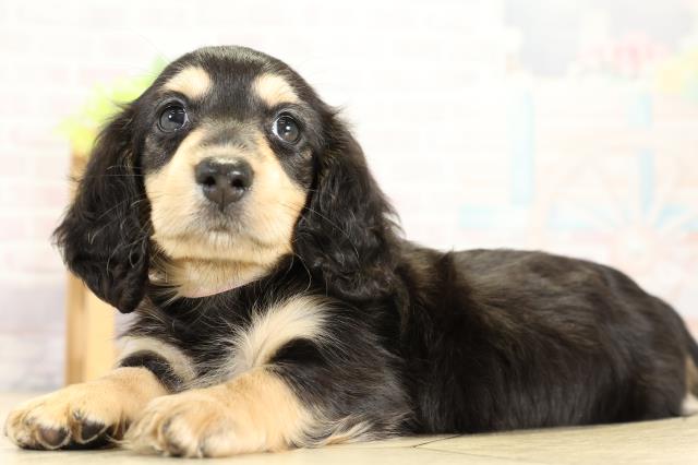 愛知県のミニチュアダックスフンド(ロング) (Coo&RIKU半田店/2025年11月9日生まれ/女の子/ブラックタン)の子犬の3枚目の画像