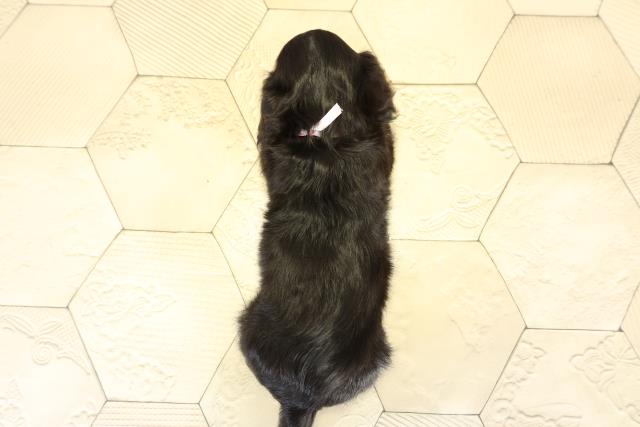 愛知県のミニチュアダックスフンド(ロング) (Coo&RIKU半田店/2025年11月9日生まれ/女の子/ブラックタン)の子犬の4枚目の画像