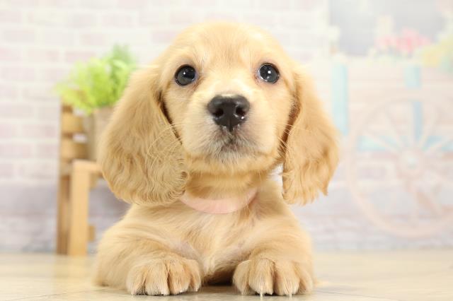 三重県のミニチュアダックスフンド(ロング) (Coo&RIKU津高茶屋店/2025年11月9日生まれ/女の子/イエロー)の子犬の1枚目の画像