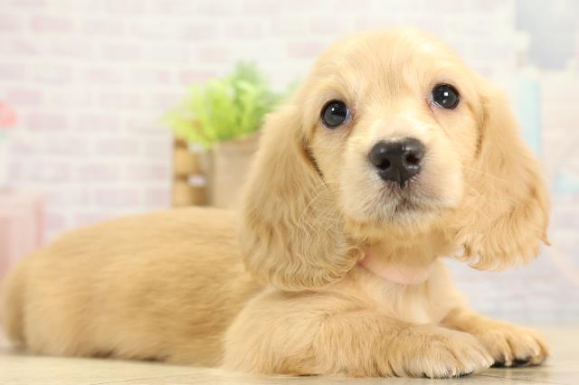 三重県のミニチュアダックスフンド(ロング) (Coo&RIKU津高茶屋店/2025年11月9日生まれ/女の子/イエロー)の子犬の2枚目の画像