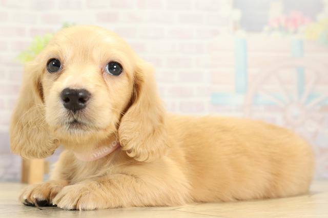 三重県のミニチュアダックスフンド(ロング) (Coo&RIKU津高茶屋店/2025年11月9日生まれ/女の子/イエロー)の子犬の3枚目の画像