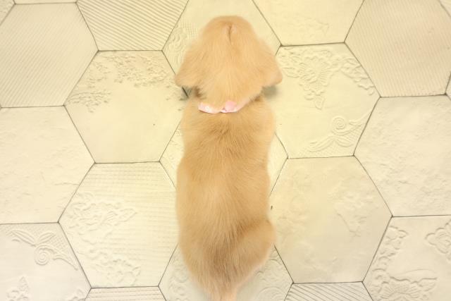 三重県のミニチュアダックスフンド(ロング) (Coo&RIKU津高茶屋店/2025年11月9日生まれ/女の子/イエロー)の子犬の4枚目の画像