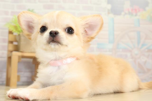 愛知県のチワワ(ロング) (Coo&RIKU東海店/2025年11月1日生まれ/女の子/ゴールドホワイト)の子犬の3枚目の画像