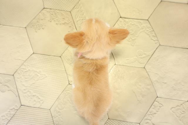 愛知県のチワワ(ロング) (Coo&RIKU東海店/2025年11月1日生まれ/女の子/ゴールドホワイト)の子犬の4枚目の画像