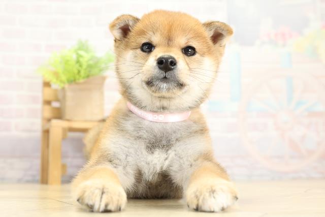 愛知県の豆柴 (Coo&RIKU岡崎店/2025年11月4日生まれ/女の子/赤)の子犬の1枚目の画像