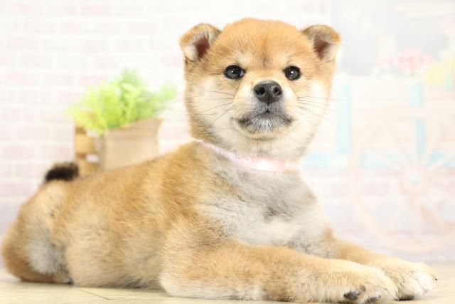 愛知県の豆柴 (Coo&RIKU岡崎店/2025年11月4日生まれ/女の子/赤)の子犬の2枚目の画像