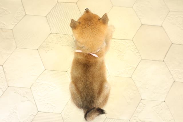 愛知県の豆柴 (Coo&RIKU岡崎店/2025年11月4日生まれ/女の子/赤)の子犬の4枚目の画像