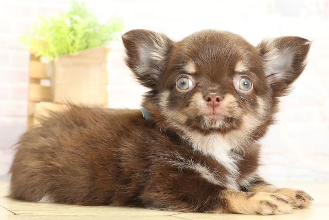 愛知県のチワワ(ロング) (Coo&RIKU豊橋店/2025年11月3日生まれ/男の子/チョコレートタン)の子犬の2枚目の画像