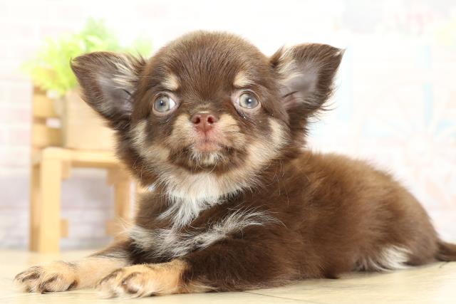 愛知県のチワワ(ロング) (Coo&RIKU豊橋店/2025年11月3日生まれ/男の子/チョコレートタン)の子犬の3枚目の画像