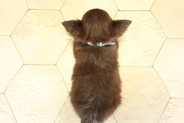 愛知県のチワワ(ロング) (Coo&RIKU豊橋店/2025年11月3日生まれ/男の子/チョコレートタン)の子犬の4枚目の画像