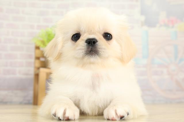 愛知県のペキニーズ (Coo&RIKU名古屋みなと店/2025年11月7日生まれ/女の子/クリーム)の子犬の1枚目の画像