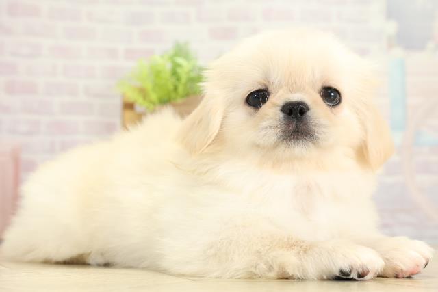 愛知県のペキニーズ (Coo&RIKU名古屋みなと店/2025年11月7日生まれ/女の子/クリーム)の子犬の2枚目の画像