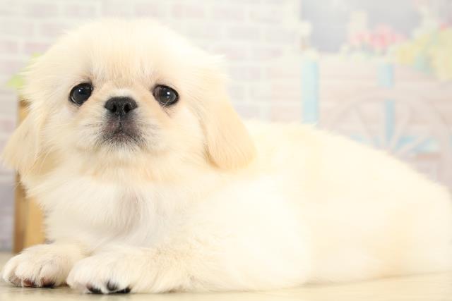 愛知県のペキニーズ (Coo&RIKU名古屋みなと店/2025年11月7日生まれ/女の子/クリーム)の子犬の3枚目の画像