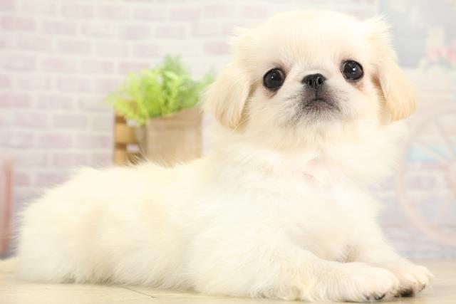 三重県のペキニーズ (Coo&RIKU津高茶屋店/2025年11月7日生まれ/女の子/クリーム)の子犬の2枚目の画像