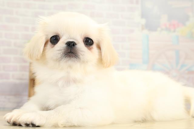 三重県のペキニーズ (Coo&RIKU津高茶屋店/2025年11月7日生まれ/女の子/クリーム)の子犬の3枚目の画像