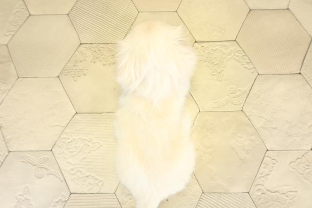 三重県のペキニーズ (Coo&RIKU津高茶屋店/2025年11月7日生まれ/女の子/クリーム)の子犬の4枚目の画像