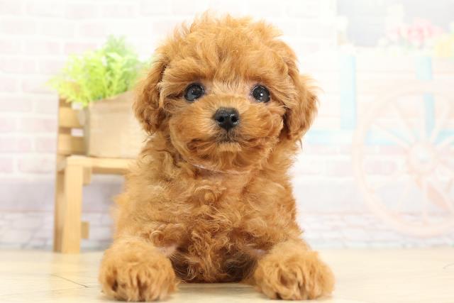 愛知県のトイプードル(ティーカップ) (Coo&RIKU東海店/2025年11月4日生まれ/女の子/レッド)の子犬の1枚目の画像